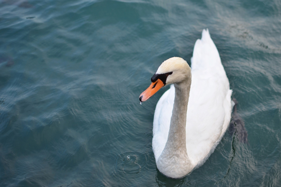 weißer Schwan