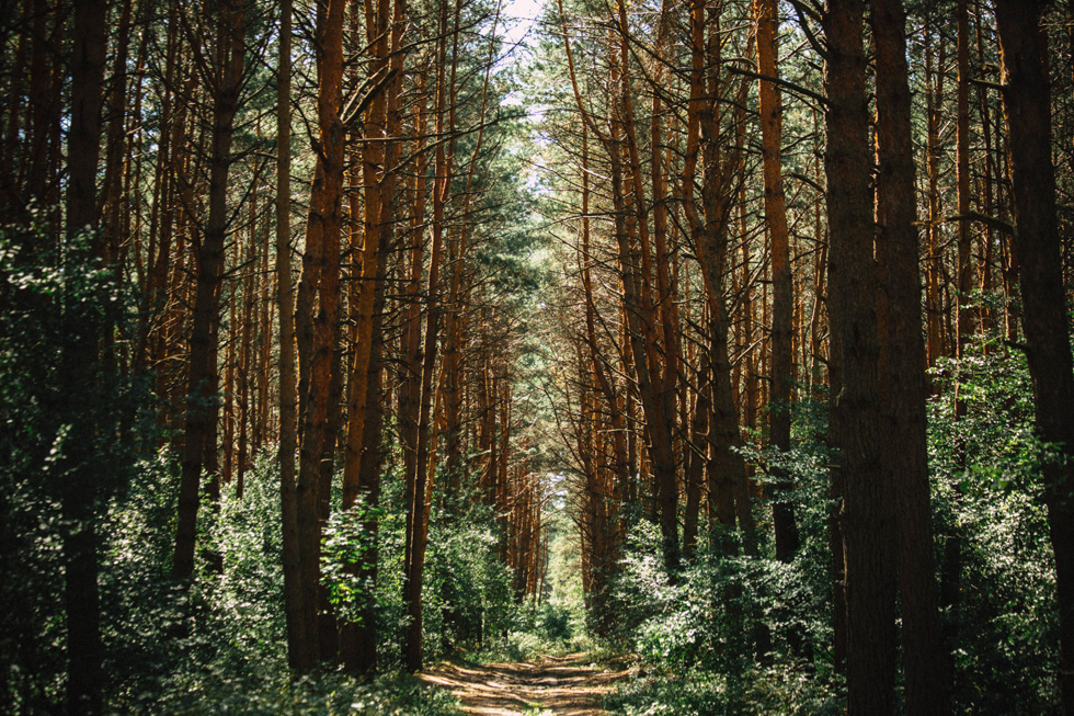 Wald