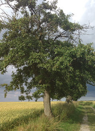 Apfelbaum