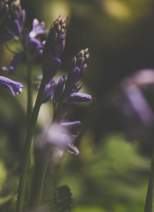 Lavendelblüten