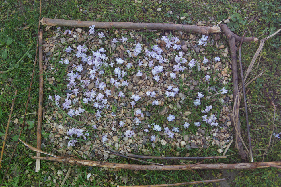 Blumenbild