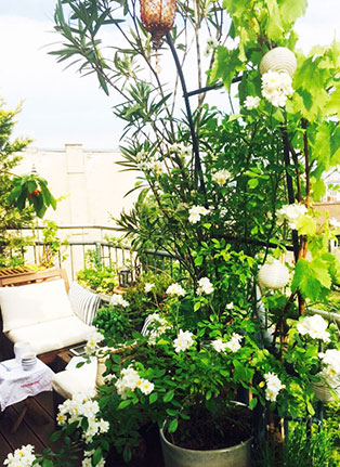 Pflanzen auf dem Balkon