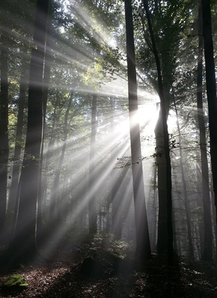 Sonnenstrahlen im Wald