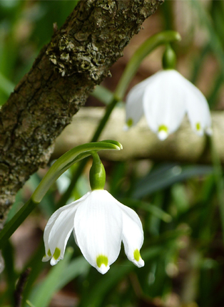 Schneeglöckchen