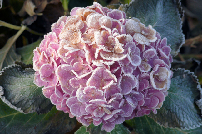 Eisblume